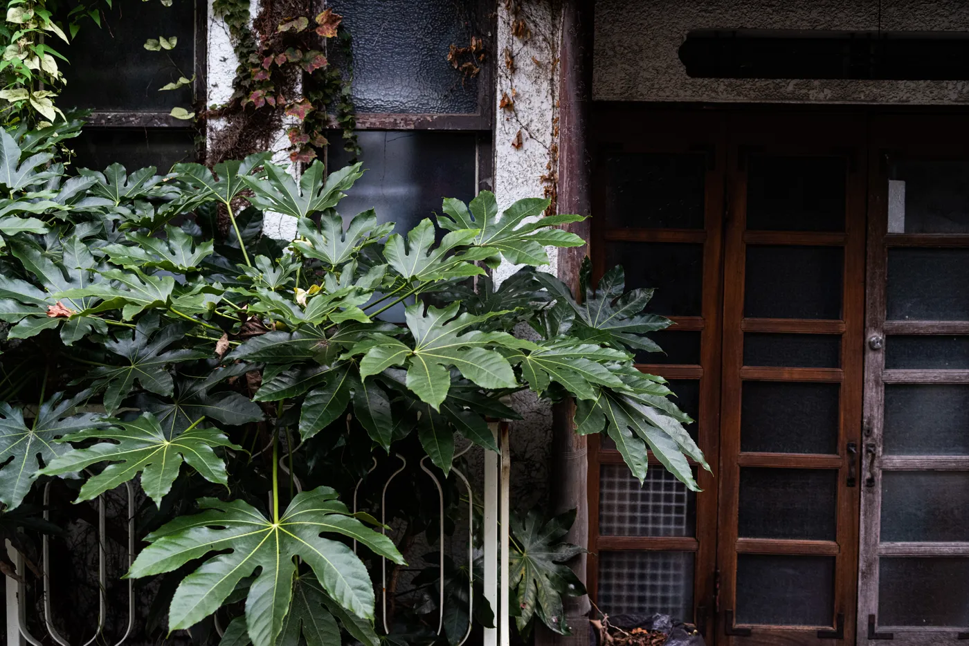 susipakuAB750IOMI0633.jpg